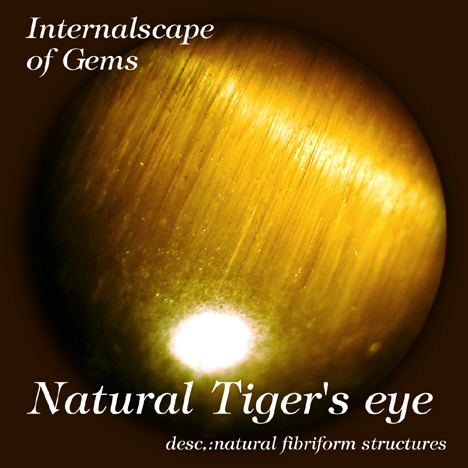 Tigers'eye01